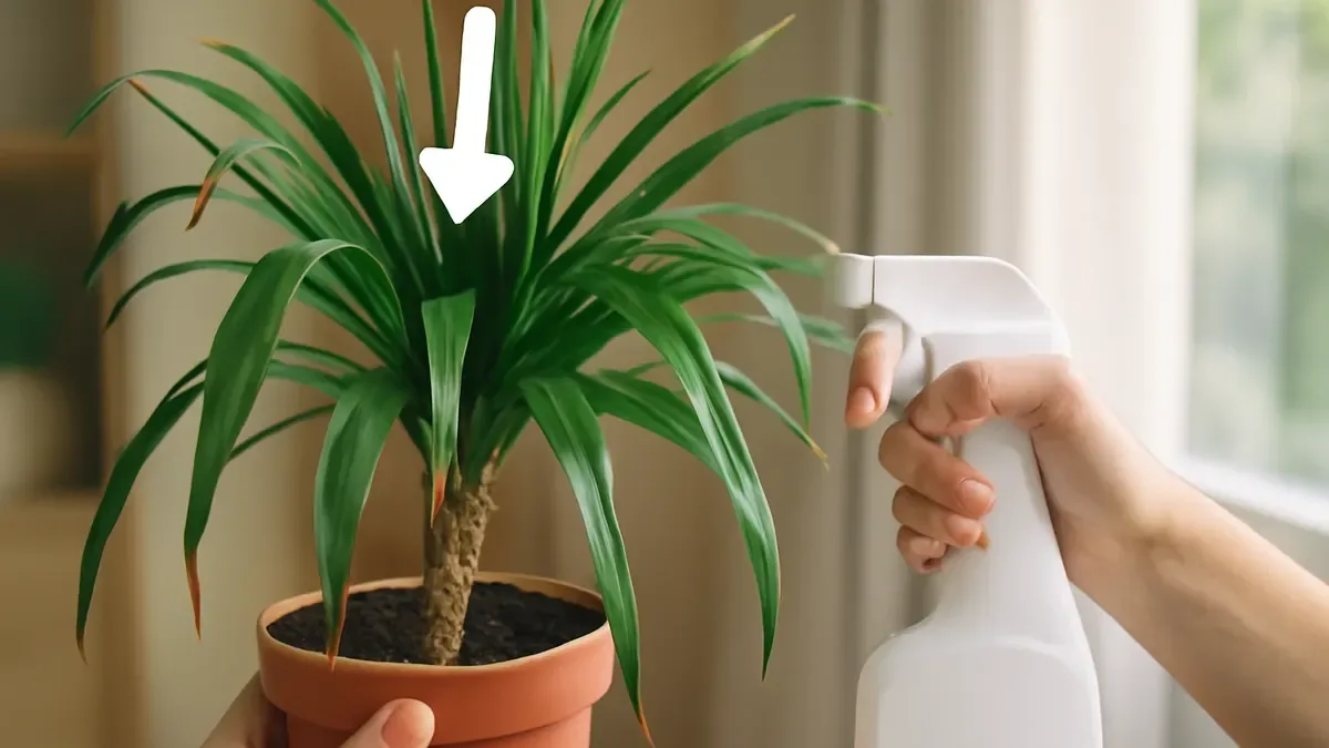 Yucca con punte marroni: ecco da cosa dipende e come evitarlo