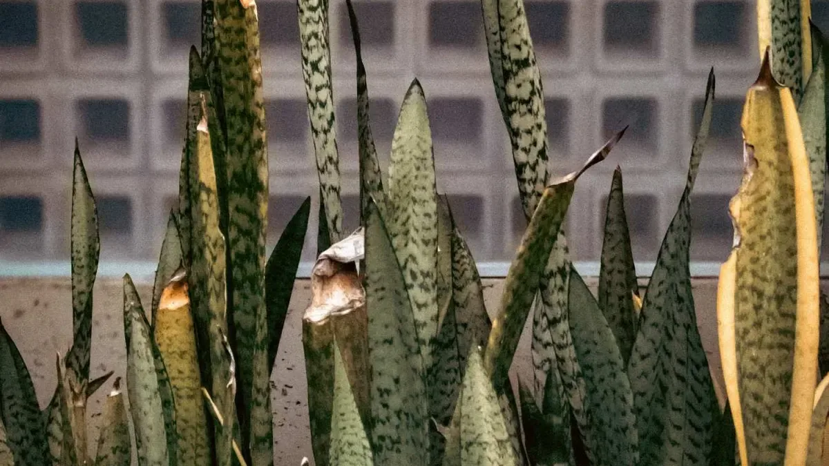 Sansevieria con foglie molli: perché succede e come intervenire