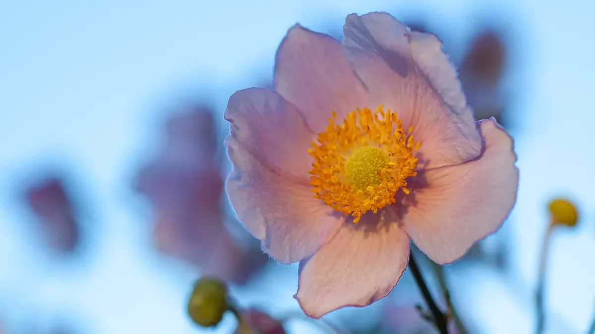 Anemone giapponese in autunno: ecco dove sistemarlo per preparare una nuova fioritura