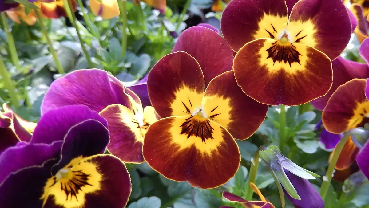 Quando piantare le viole del pensiero in vaso: ecco il periodo ideale