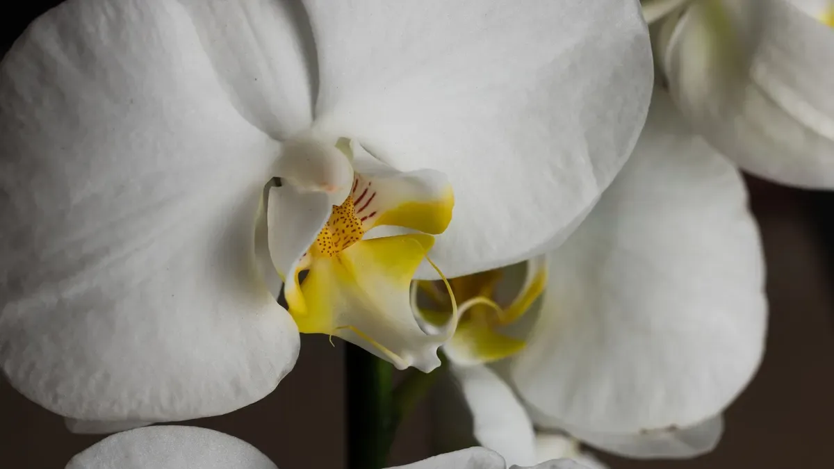 Orchidea con foglie raggrinzite: manca acqua oppure le radici sono danneggiate?