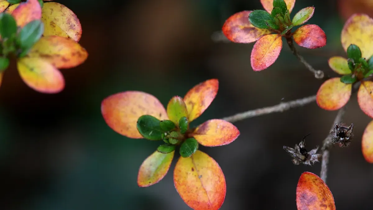 Abelia in autunno: meglio potarla adesso o aspettare la primavera?