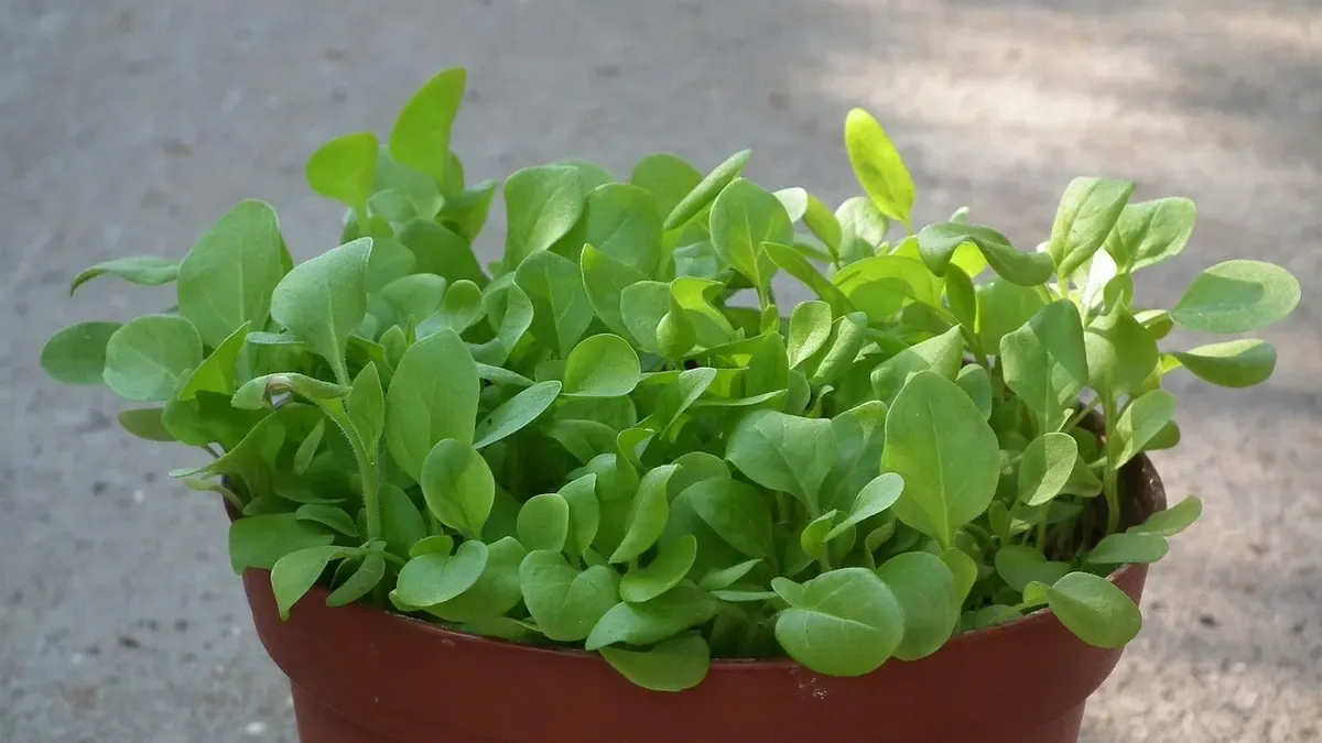 Come coltivare gli spinaci in autunno: ecco cosa fare per favorire la crescita