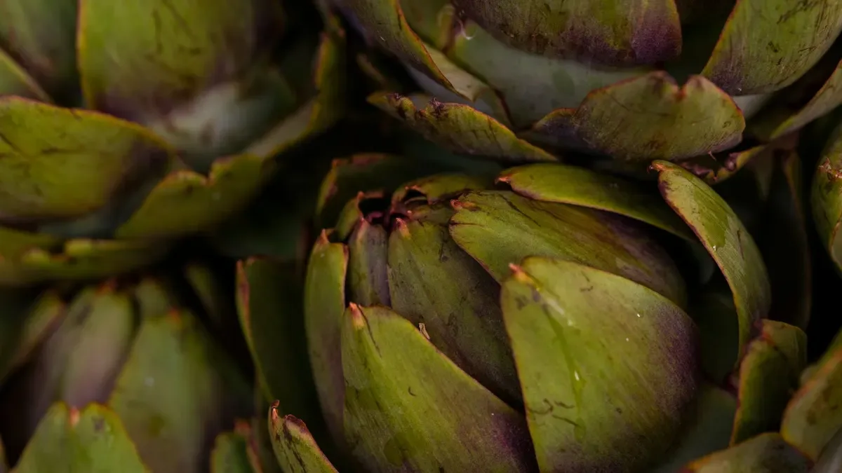 Quando raccogliere i carciofi? Ecco come riconoscere il capolino pronto