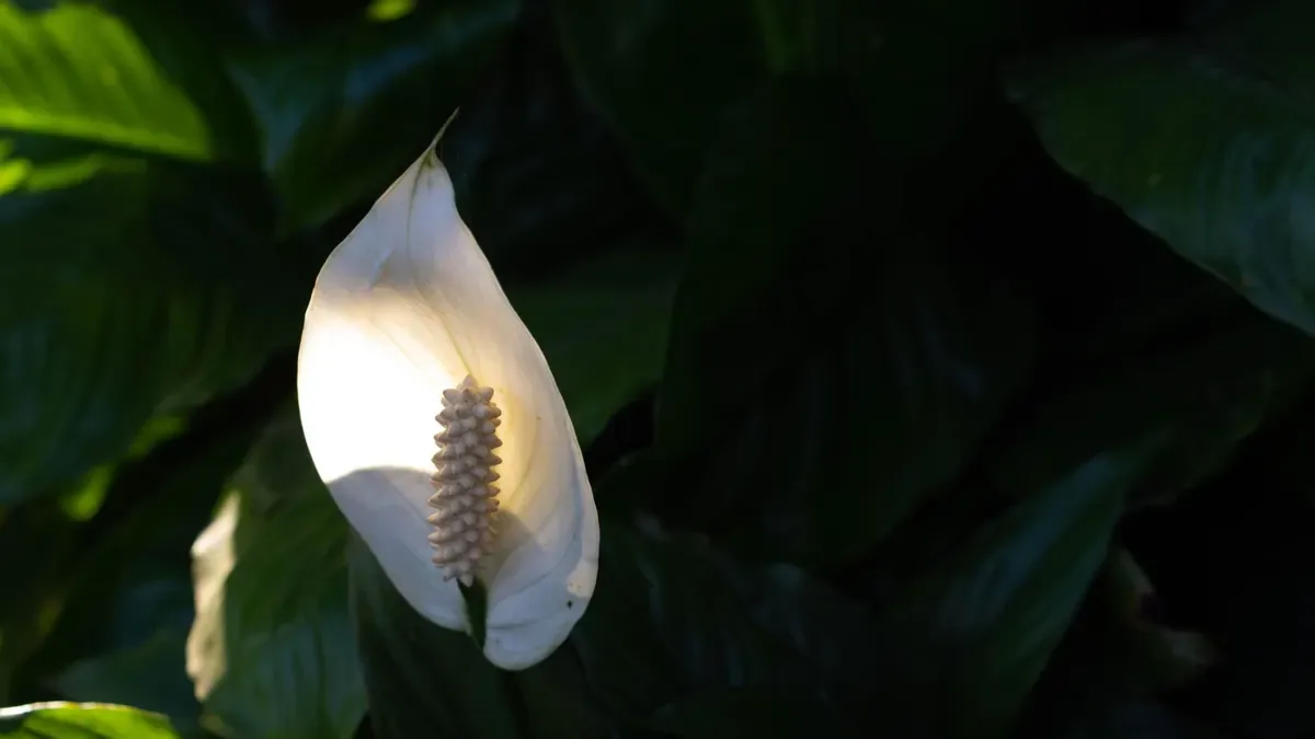Spatifillo senza fiori: perché produce solo foglie e cosa controllare