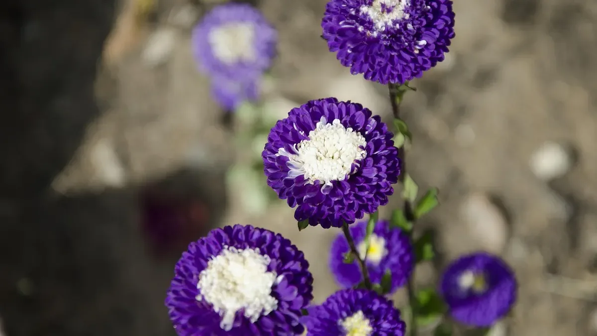 L'aster è un fiore perenne? Ecco la risposta definitiva