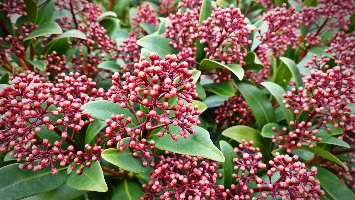 Photinia con foglie macchiate: ecco quali segnali non sottovalutare