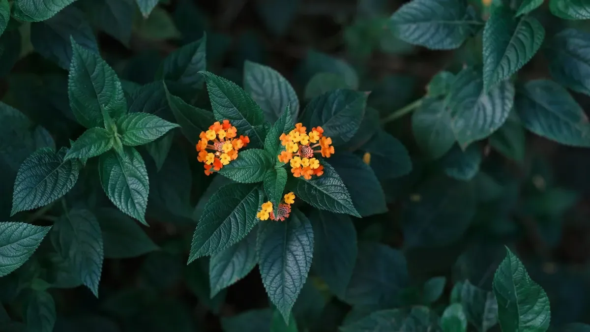 La lantana è velenosa? Ecco cosa dice l’esperto