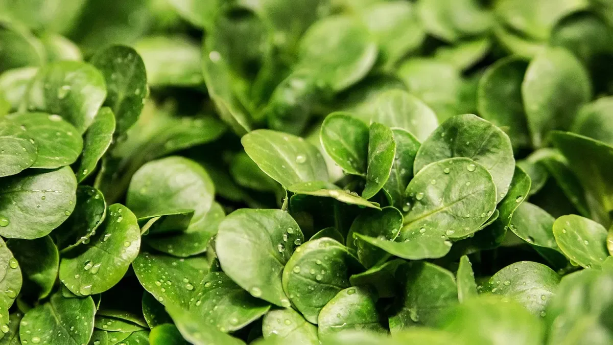 Come coltivare la valerianella nell'orto: ecco cosa sapere per la raccolta invernale