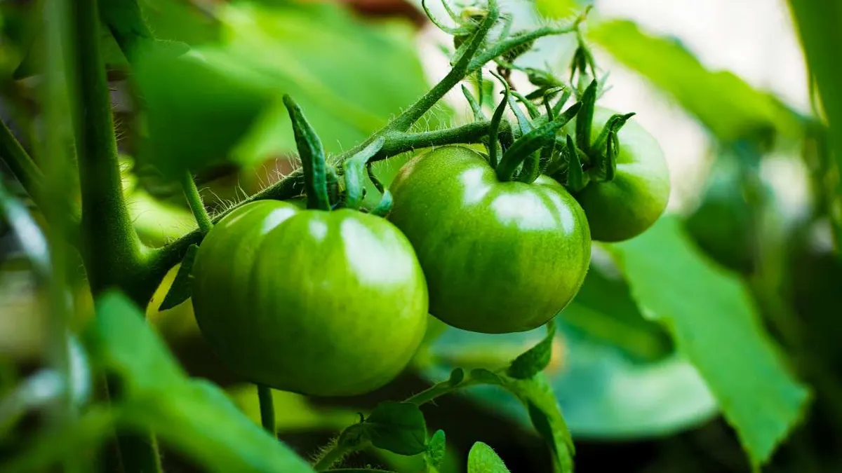 Pomodori ancora verdi a ottobre: lasciarli sulla pianta o raccoglierli prima che arrivi il freddo?