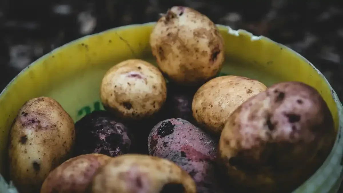 Patate ancora nel terreno a ottobre: meglio raccoglierle prima delle piogge?