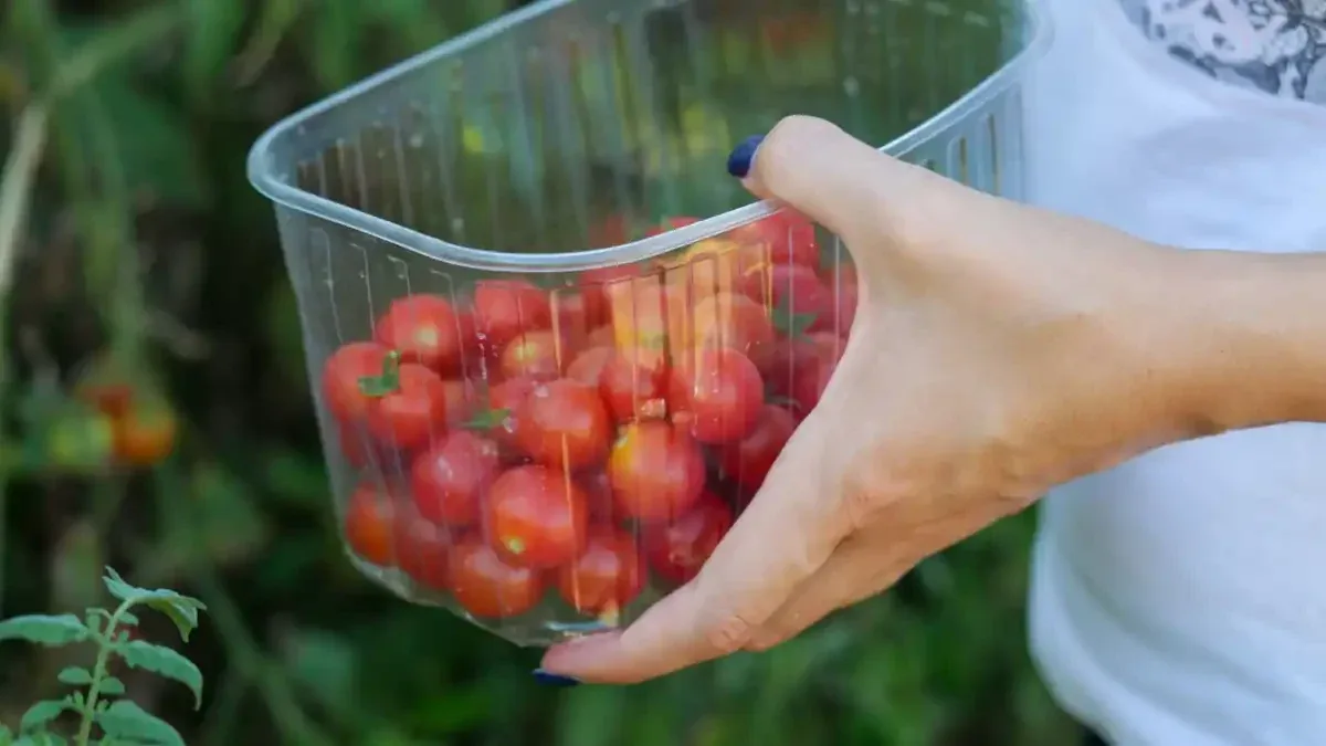 Pomodori spaccati dopo la pioggia: quali raccogliere subito e quali scartare