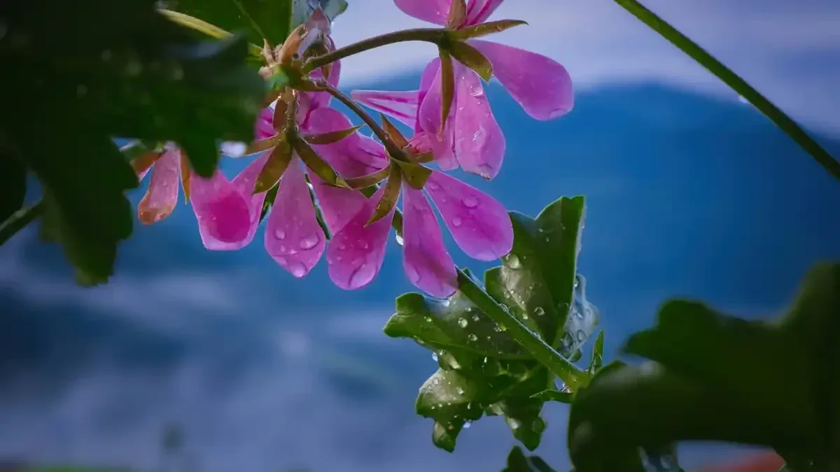 Crisantemi con fiori appesantiti dalla pioggia: quando serve un sostegno