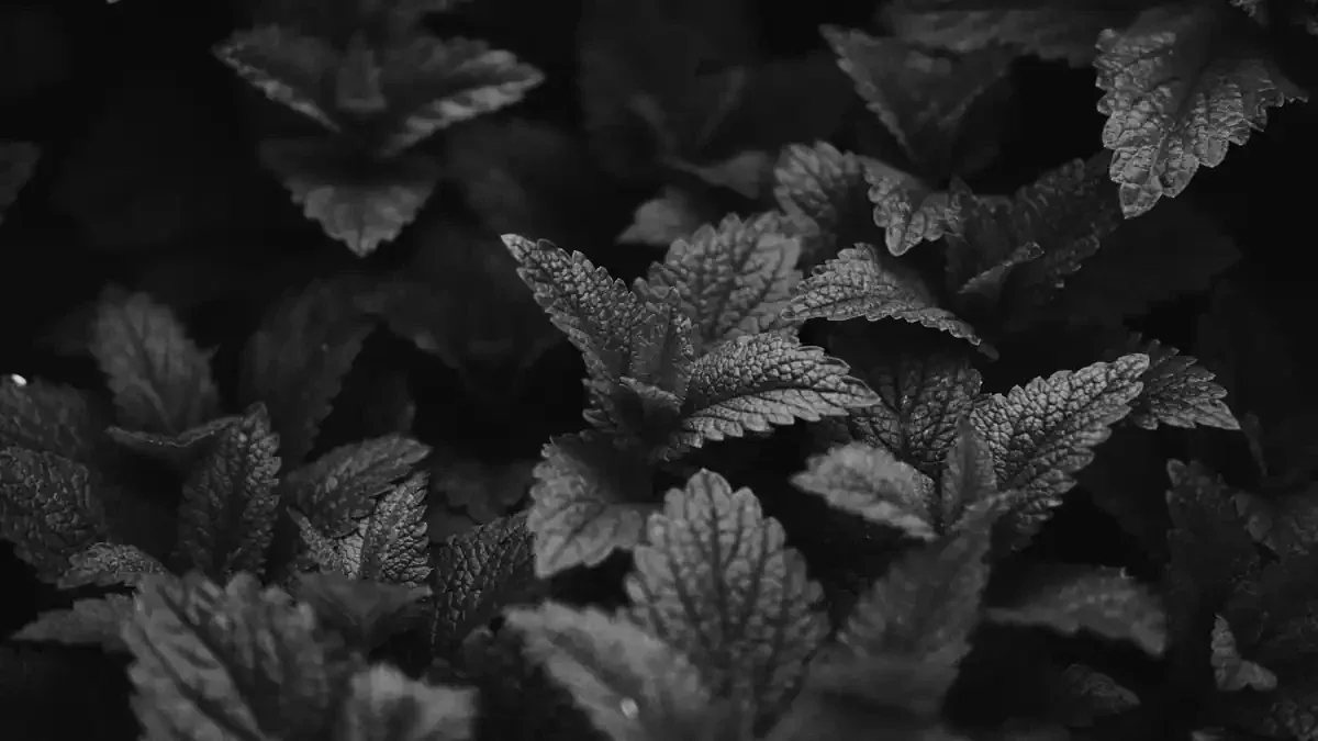 Menta raccolta a fine stagione: quali foglie far seccare e quali usare subito