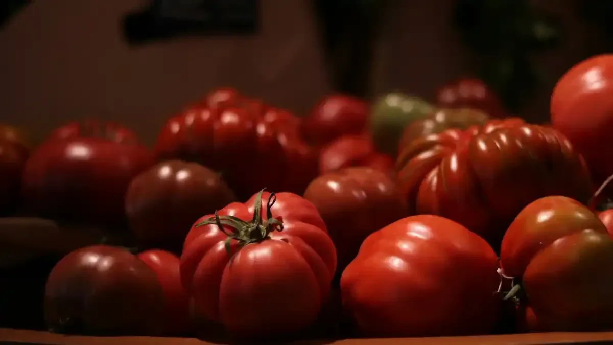 Pomodori maturi da tenere per i semi: quali frutti scegliere prima di svuotare l'orto