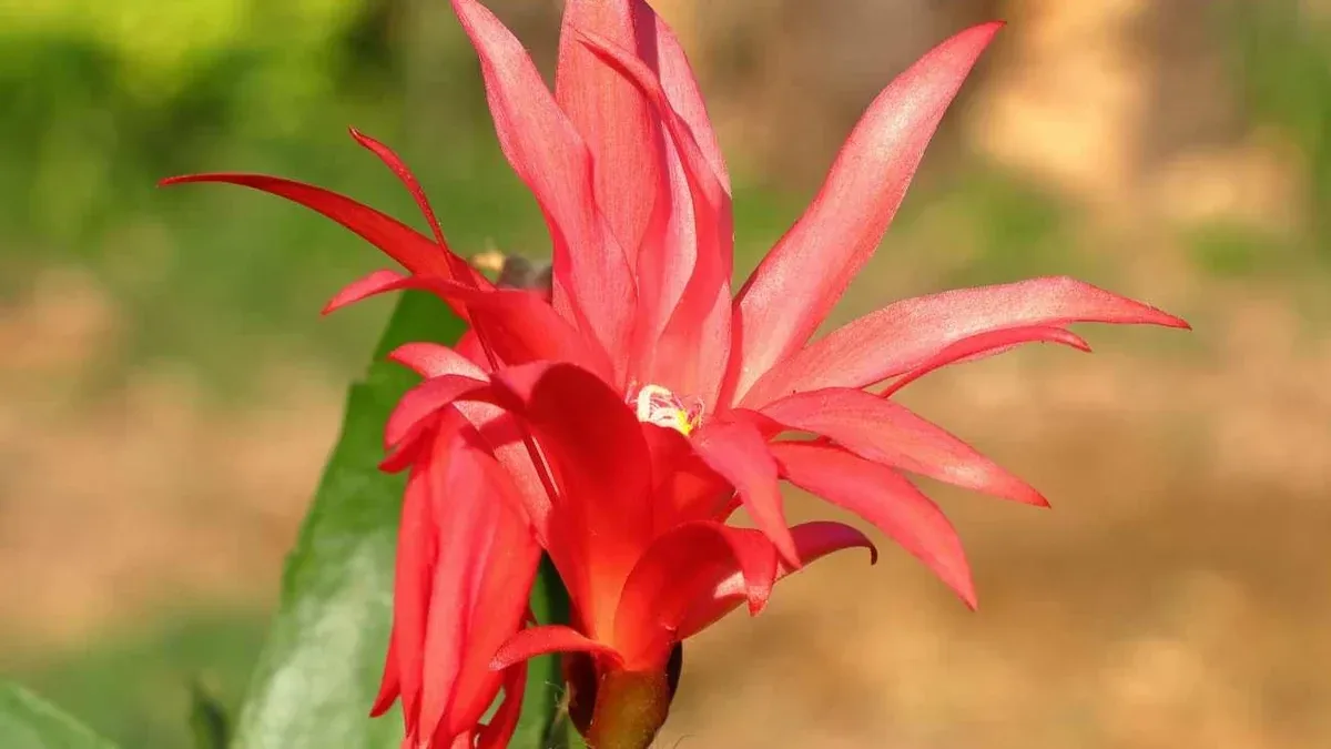 Il cactus di Natale mostra i primi boccioli: perché spostarlo adesso può essere rischioso