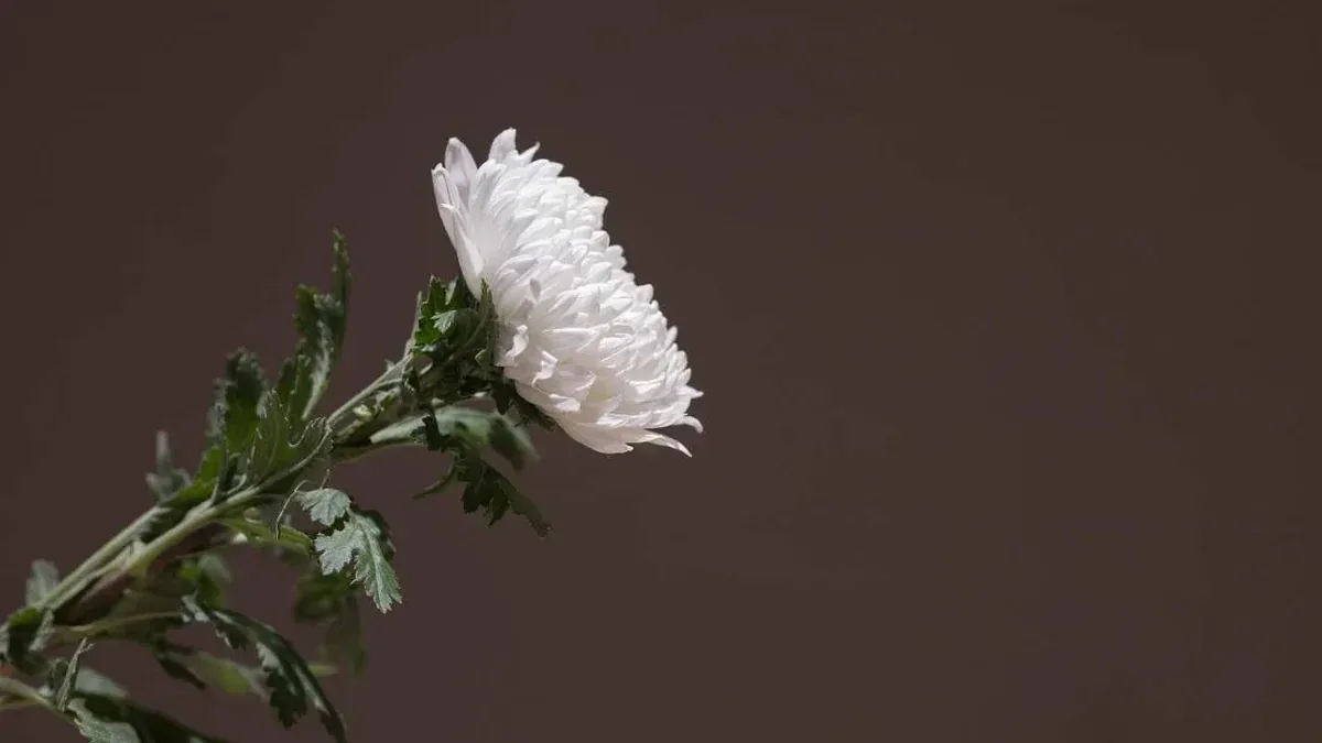 Crisantemo appena comprato: dove metterlo perché i boccioli chiusi si aprano