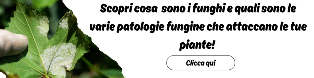 Rameici contro funghi e patologie delle piante –