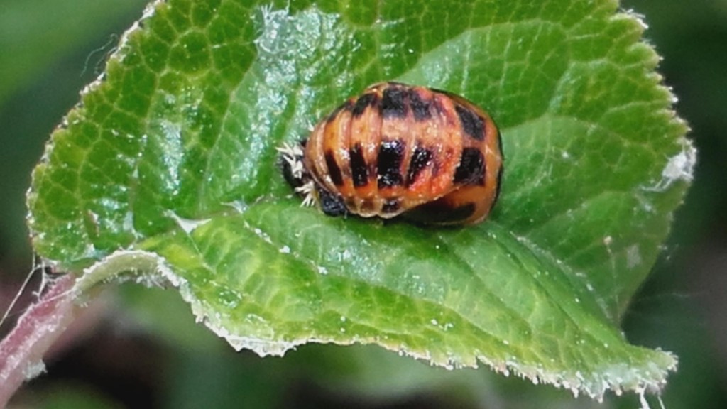 Coccinelle Coltivafacile.it